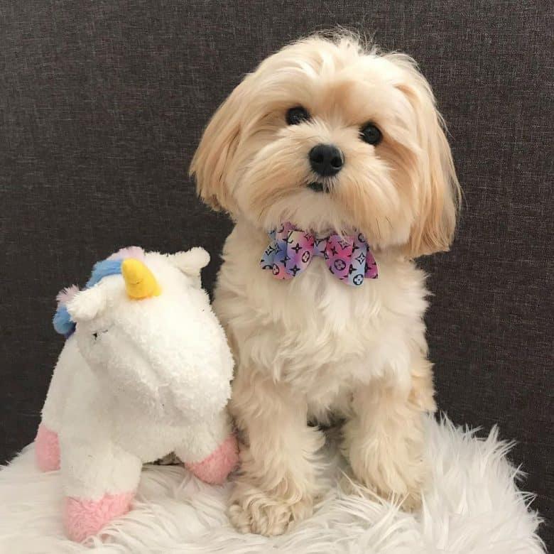 Cute Maltese and Yorkie mix dog