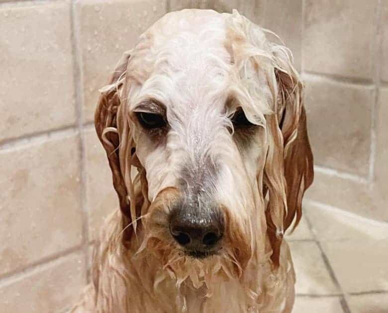 Goldendoodle taking a bath