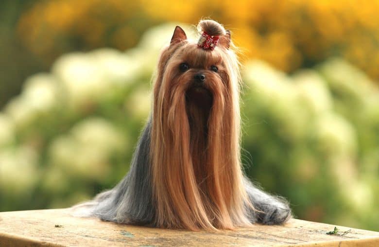 A long-haired Yorkshire Terrier dog standing outdoors