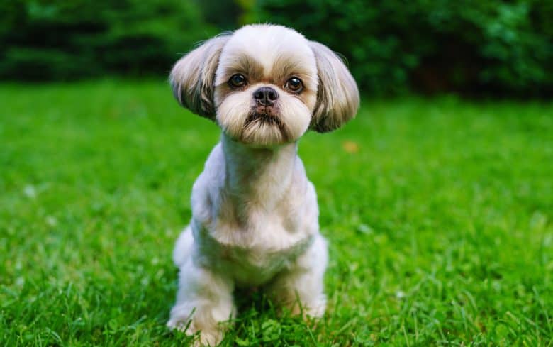Newly trim Shih Tzu dog