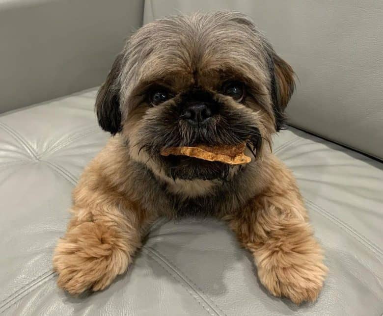 Shih Tzu dog eating snacks