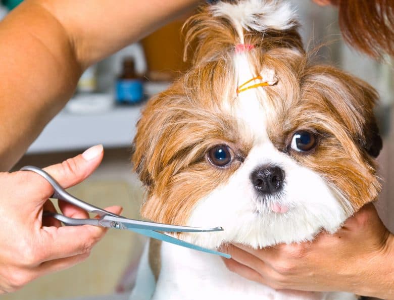Shih Tzu dog hair trimming
