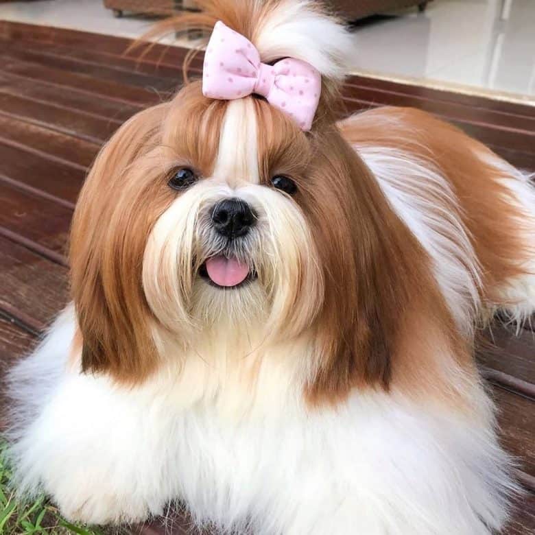 introducing-the-shih-tzu-a-lively-little-lion-dog-k9-web