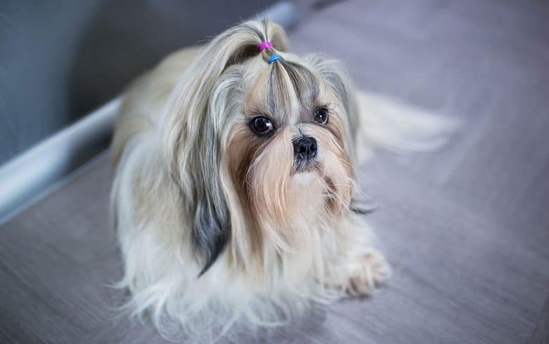 Shih Tzu dog in ponytail hairstyle