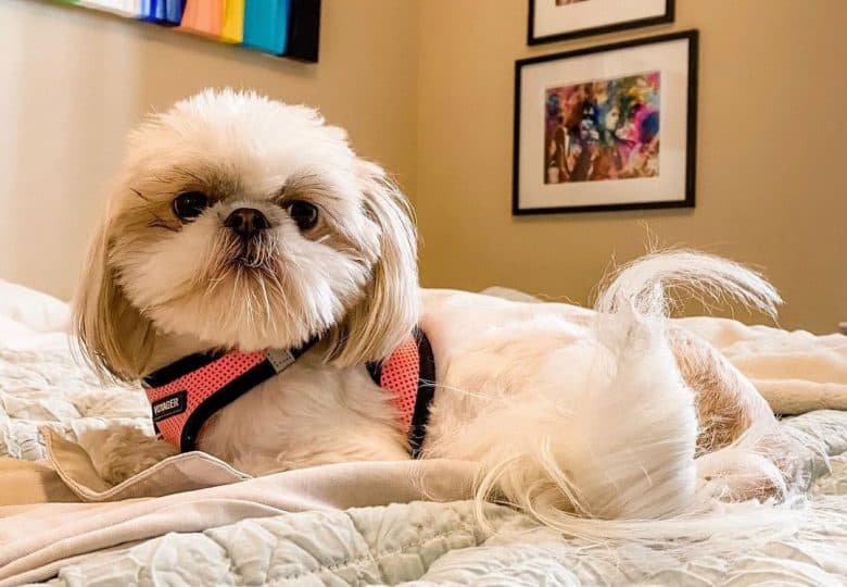 Shih Tzu dog lying on the bed