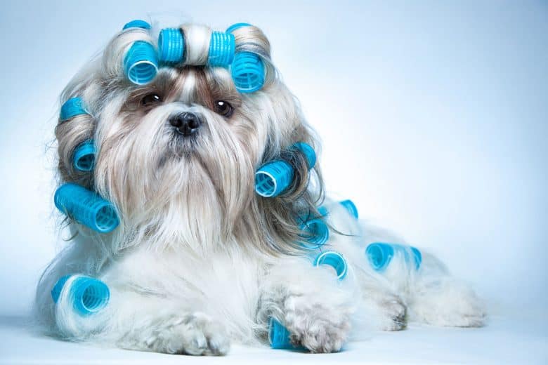 Shih Tzu dog with curlers