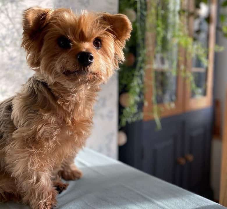 Sweet Yorkshire Terrier sitting on the bed
