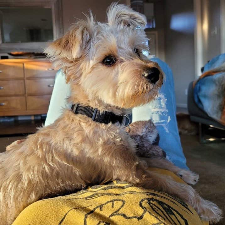 Yorkie and Miniature Poodle mix dog