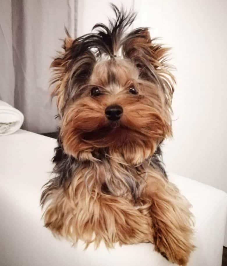 Yorkshire Terrier dog lying on the bed