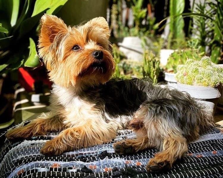 Yorkshire Terrier dog lying outside