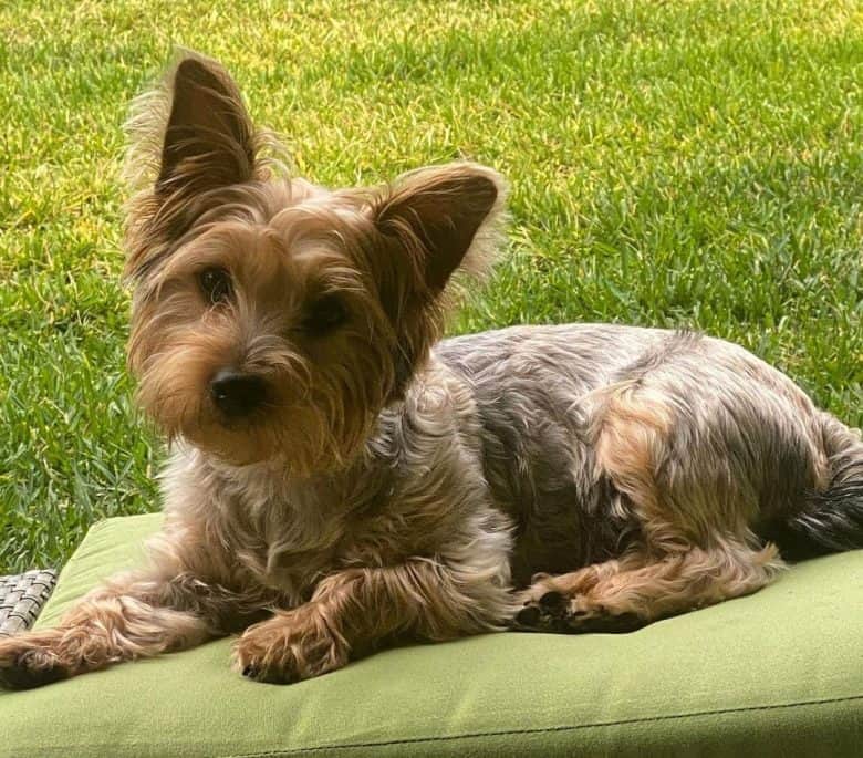 Yorkshire Terrier lying on outdoor sofa
