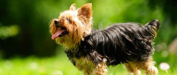 Yorkshire Terrier playing outside