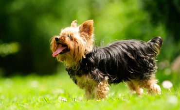 Yorkshire Terrier playing outside