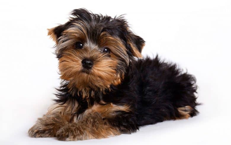Yorkshire Terrier puppy portrait