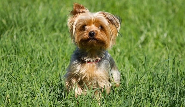 Yorkshire Terrier walking on the grass