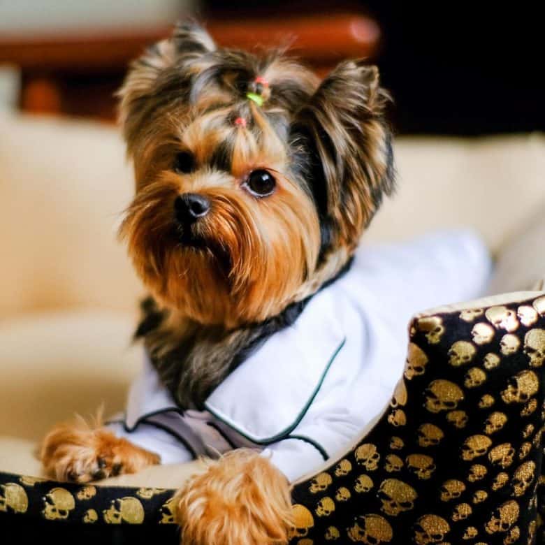 Yorkshire Terrier wearing white dress