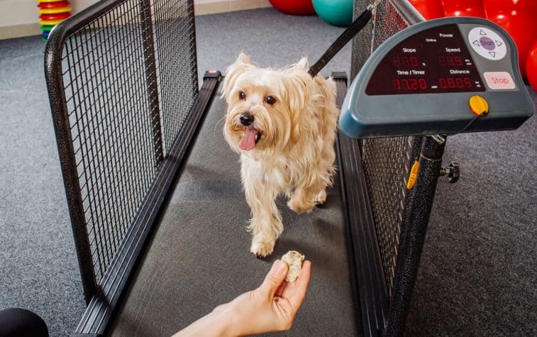 A dog is doing a treadmill workout training