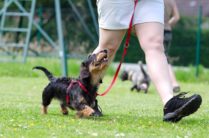 dog handler school