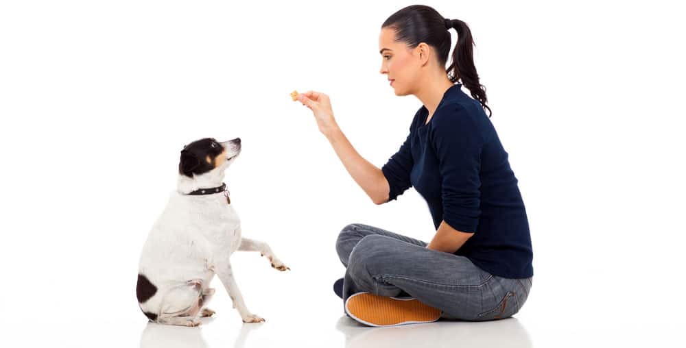 Woman train a dog to sit and wait for a treat