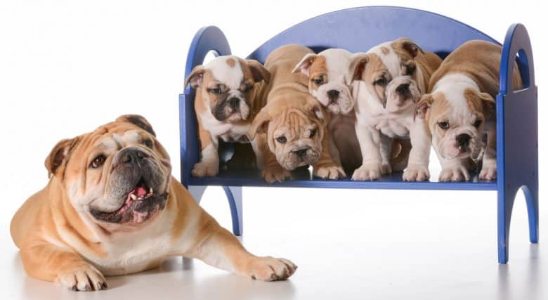 English Bulldog mother laying beside a litter of puppies