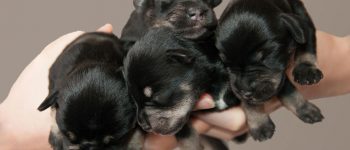 Four little puppies in hands