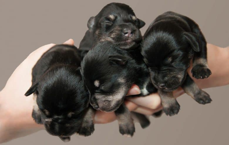 Four little puppies in hands