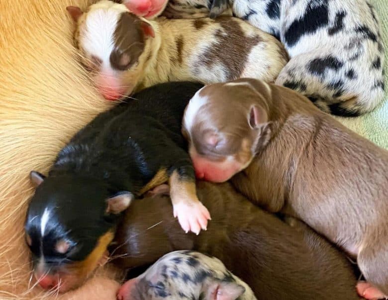 Healthy newborn Aussie Kelpie mix puppies