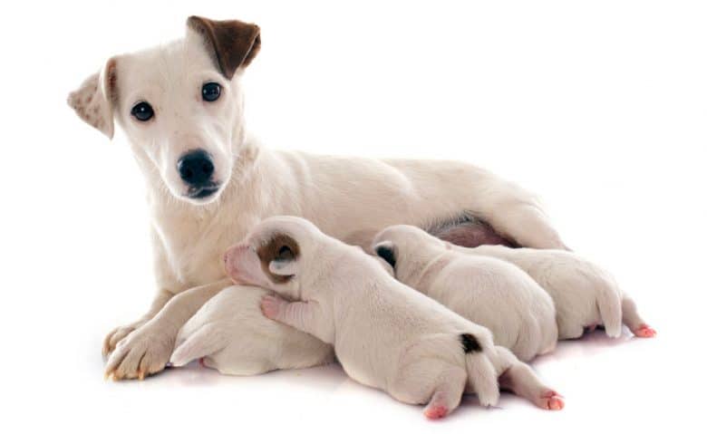 Jack Russel Terrier mother dog and her puppies