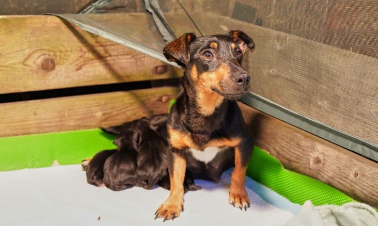 Mother dog with litter of newborn Jack Russel Terrier puppies