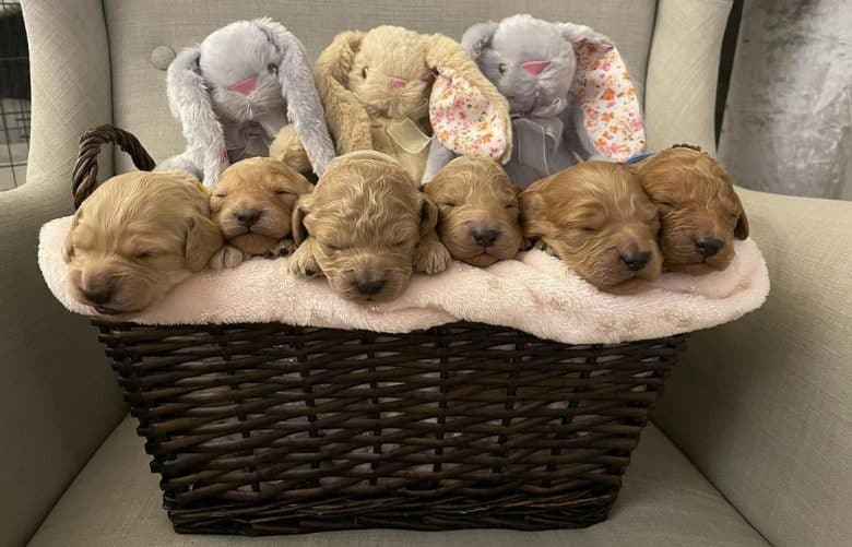 Six newborn puppies inside the basket