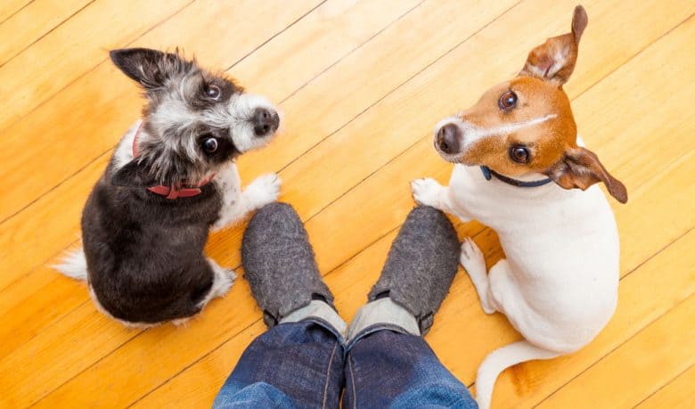 Two dogs looking up begging for treats