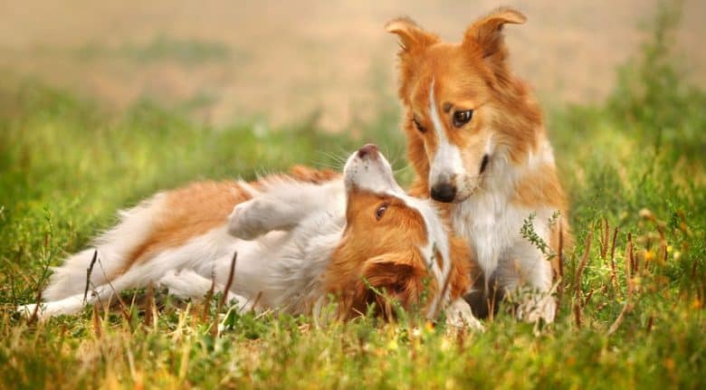 Two happy Border Collie dogs playing on the grass