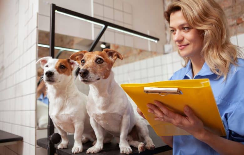 Veterinarian examining two Jack Russel Terrier dogs