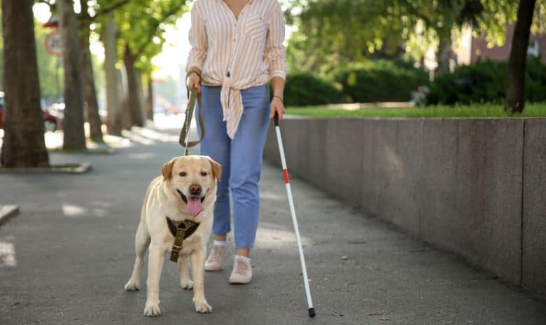 Blind woman walking outside with a guide dog