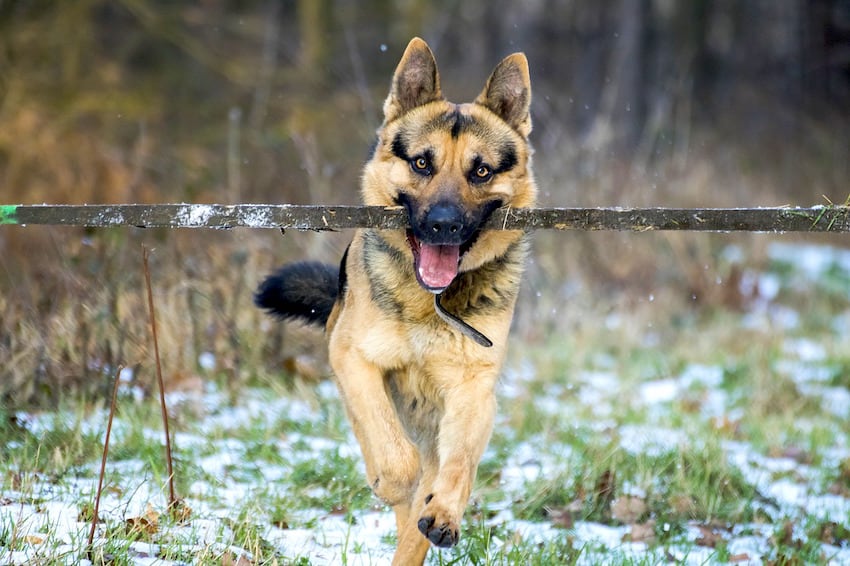 german shepard mixed with pitbull