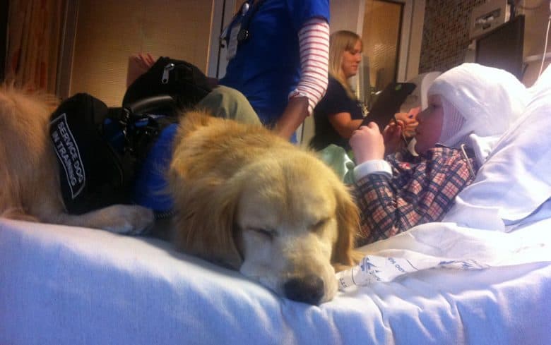 Medical assistant dog lying beside the patient