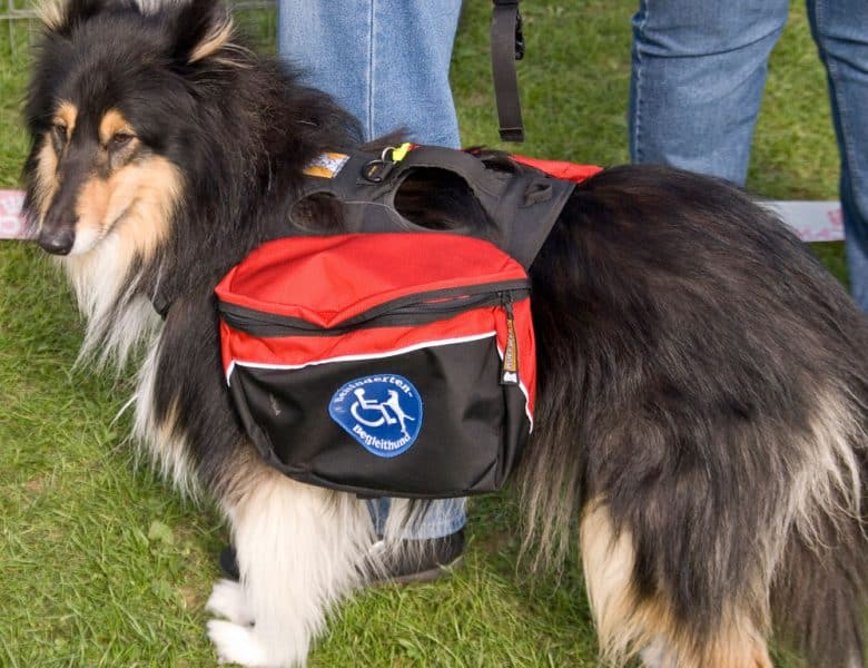 Big service dog wearing a backpack