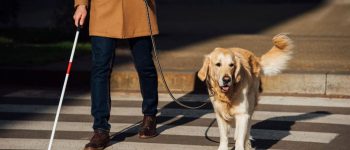 Service dog working as guide to blind man on crosswalk