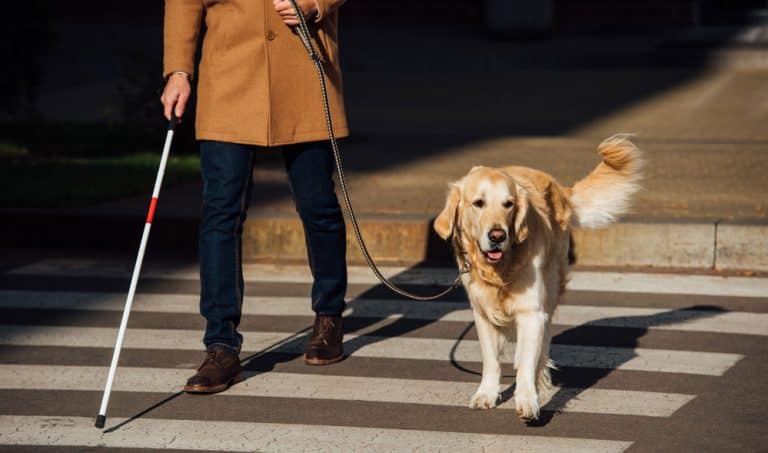What Are Different Types Of Service Dogs And What Can They Do K9 Web