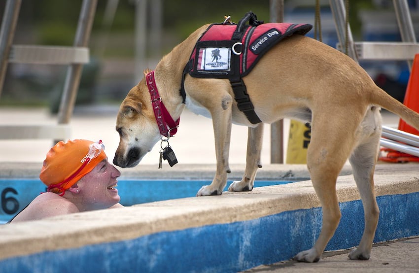 all types of service dogs