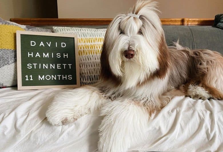 11 months old Bearded Collie dog