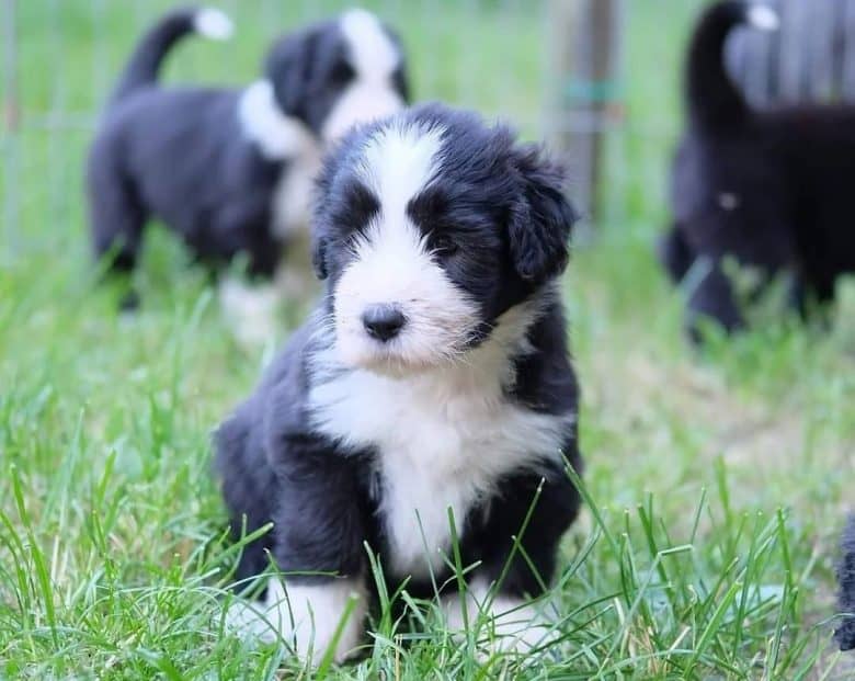 5-week old Bearded Collie puppies