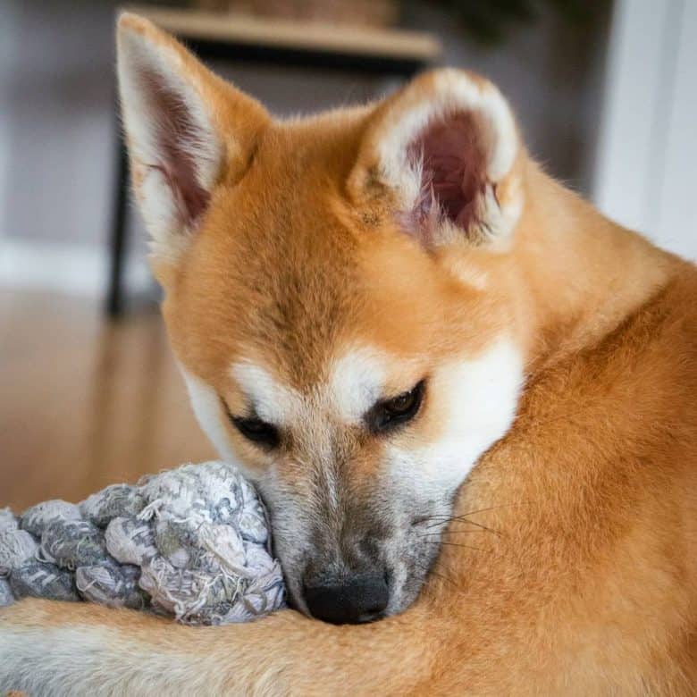 A picture of cuddling Akita dog