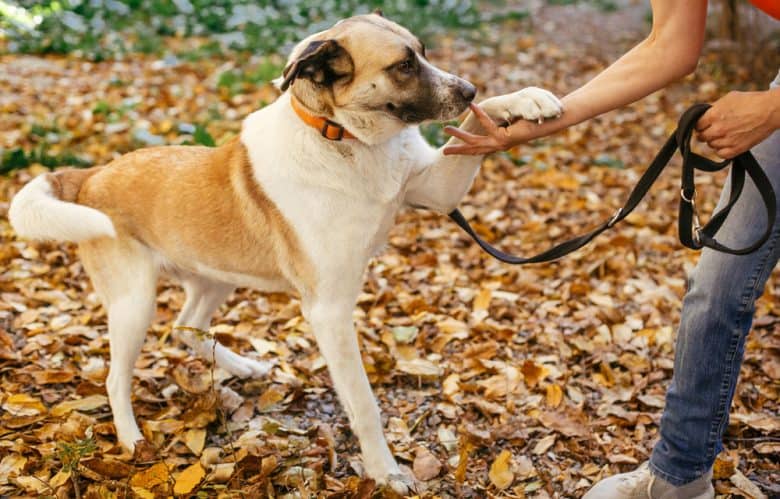 A dog giving a paw on the owner