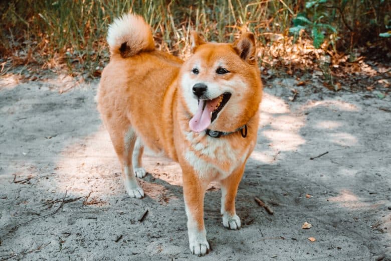 A picture of Japanese Shiba Inu