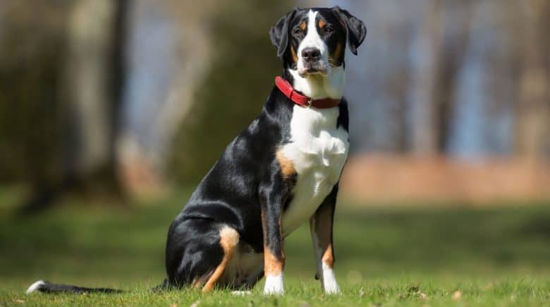 A purebred Greater Swiss Mountain dog sitting outdoor