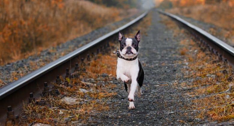 Active Boston Terrier dog running on abandoned railway track