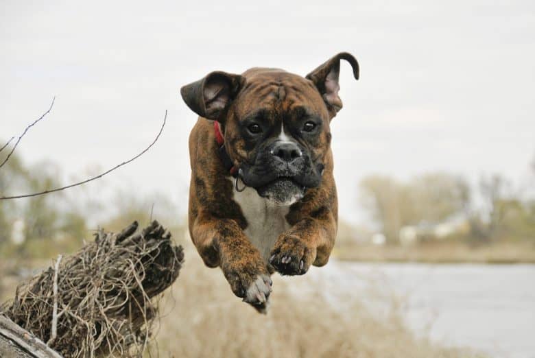 Active Boxer dog running near the river