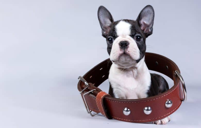 Adorable Boston Terrier dog in a large collar