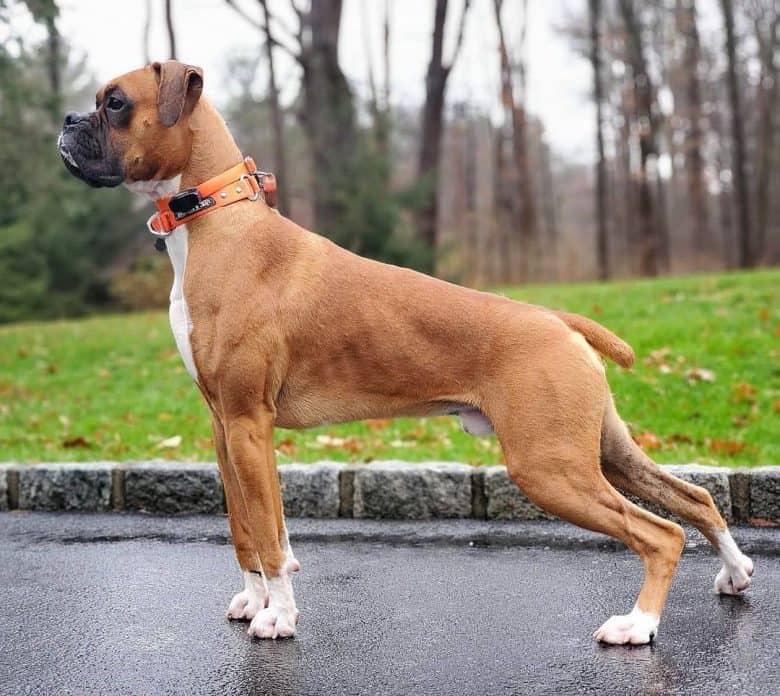 Amazing Boxer dog side view looking afar
